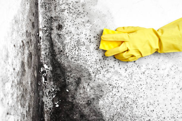Best Local Mold Removal Service  in Riesel, TX