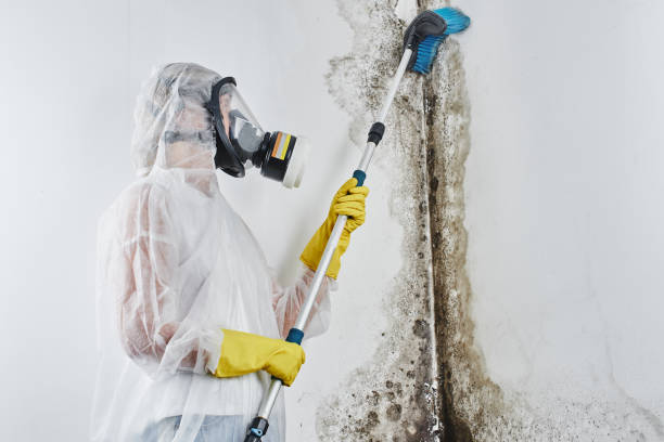 Trusted Riesel, TX Mold Removal Experts