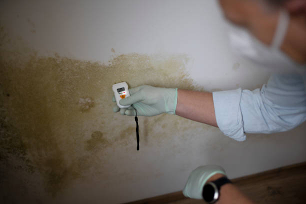 Best Commercial Mold Removal  in Riesel, TX