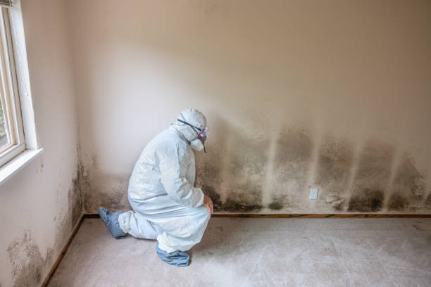 Mold Removal and Inspection in Riesel, TX