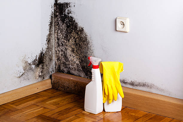 Best Fast Mold Removal  in Riesel, TX