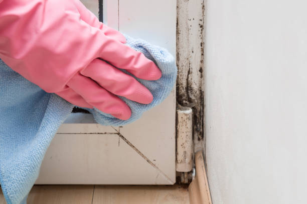 Best Black Mold Removal  in Riesel, TX