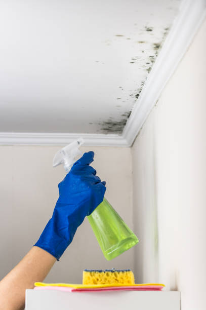 Best Same-Day Mold Removal  in Riesel, TX